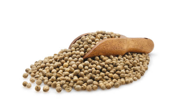 خرید و قیمت تخم گشنیز ترد + فروش صادراتی